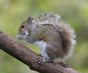 A grey squirrel on a branch, facing left. It is on its hind legs, eating something with its front legs. Its tail is curved up against its body.